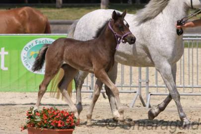 Cracker x Morgan v. Sassan